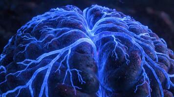 upplyst mänsklig hjärna med synlig kärl- systemet i en mörkare bakgrund video