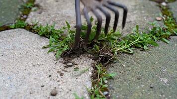 quitando malas hierbas desde pavimento grietas utilizando un deshierbe tenedor herramienta video