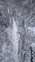 antenne visie van besneeuwd Woud spoor met mensen wandelen langs winter pad omringd door met sneeuw bedekt bomen en bergen, creëren sereen reizen en natuur tafereel. video