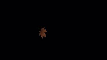 Isolated Maple Leaf Particle Loop - Seamless Falling Motion Graphic Element video