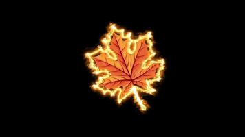 animerad lönn blad Engulfed i lågor mot en skarp svart bakgrund i en slående visuell effekt video