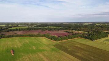 ett antenn se av en fält med träd och gräs från en Drönare perspektiv video