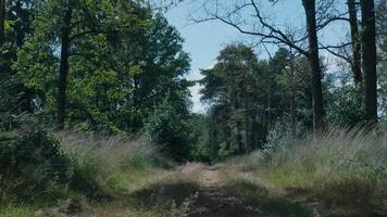 primeiro pessoa ponto do Visão caminhando em floresta caminho video