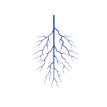 gestileerde blauw boom wortel systeem met ingewikkeld vertakking patronen Aan transparantie achtergrond, symboliseert groei en verbinding png