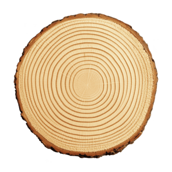 cross section of tree trunk reveals concentric growth rings, showcasing natural texture and pattern of wood. rings indicate age and growth conditions of tree png