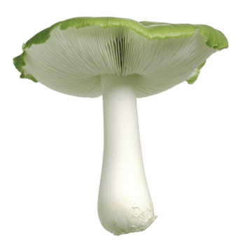 vibrante verde e branco cogumelo com suave boné e brânquias é exibido contra avião fundo, exibindo Está único textura e cor png