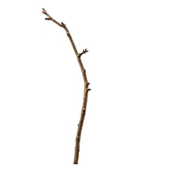 Célibataire sec arbre branche avec peu petit bourgeons est isolé sur transparence arrière-plan, mise en évidence ses texture et Naturel former. branche apparaît fragile encore résilient png