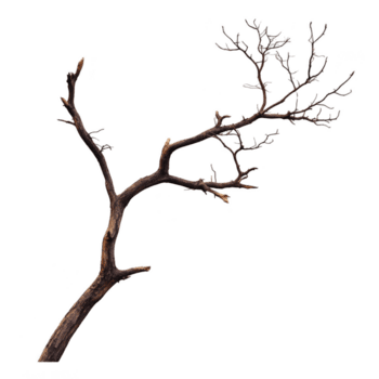 bare tree branch with multiple twigs extends outward, showcasing its intricate, natural structure against plain background. branch texture and form evoke sense of simplicity and nature beauty png