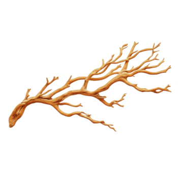 gedetailleerd, droog boom Afdeling met ingewikkeld, draaien patronen en natuurlijk, rustiek uiterlijk. Afdeling is geïsoleerd Aan transparantie achtergrond, presentatie van haar biologisch structuur en uniek vorm png