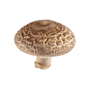 un detallado ver de un shiitake seta gorra con sus característica texturizado patrón, aislado en blanco aislado en transparente antecedentes png