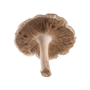 envés ver de un shiitake seta demostración branquias, aislado en transparente antecedentes png