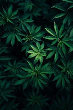 Vibrant Green Leaves Create a Lush Texture in Natural Setting During Daylight Hours photo