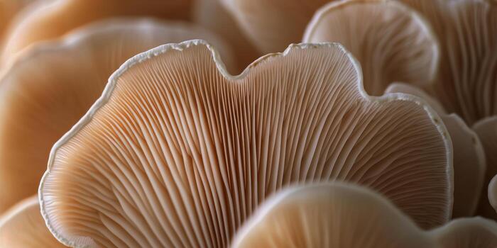 Delicate Layers of Oyster Mushrooms Close up in Natural Setting for Culinary Exploration photo