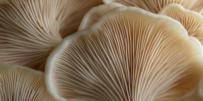 Close-up of Oyster Mushrooms Showcasing Delicate Gills in Natural Light. photo