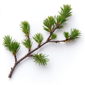 Close up of a pine branch with green needles on white paper photo