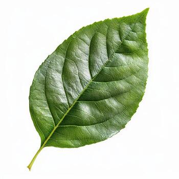 A single green leaf with detailed veins on a white background photo