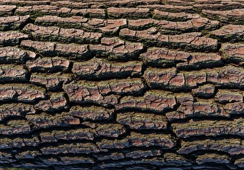 detallado ver de árbol ladrar natural textura y modelo antecedentes para diseño y creativo proyectos foto