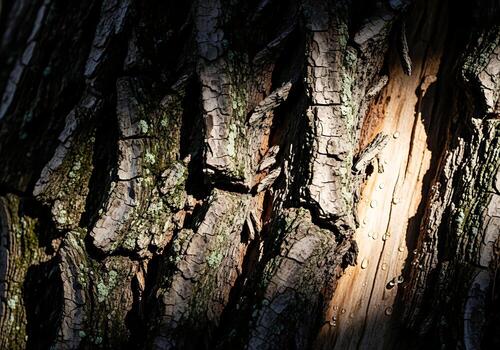 Striking Tree Bark Texture A Study in Light Shadow and Natural Beauty photo