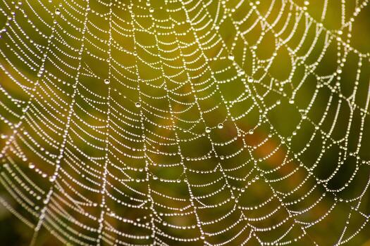 Cobweb with dew drops. Can be used as background. photo
