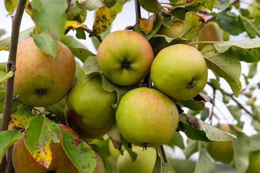 branch of ripe apples on a tree photo