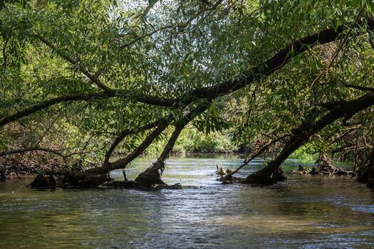 Serenity of a calm river surrounded by lush greenery and arching trees at midday in a tranquil natural setting photo