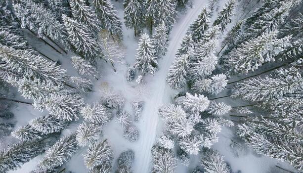 Bird's eye view of a snowy forest revealing tranquil trees and winding pathways in a serene winter landscape photo