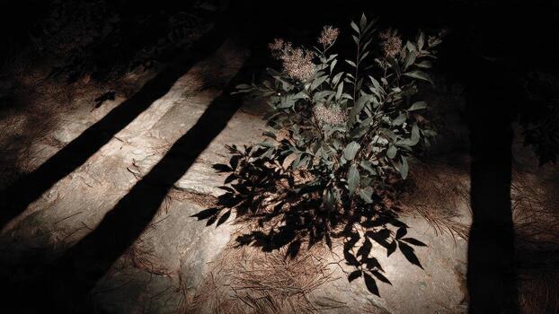 Sparse green plant with small flowers grows on rocky ground with pine needles dappled with shadow patterns photo