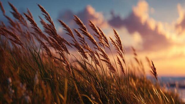 Tall dry grass and reeds blowing in the wind at sunset against a sky with dramatic clouds photo