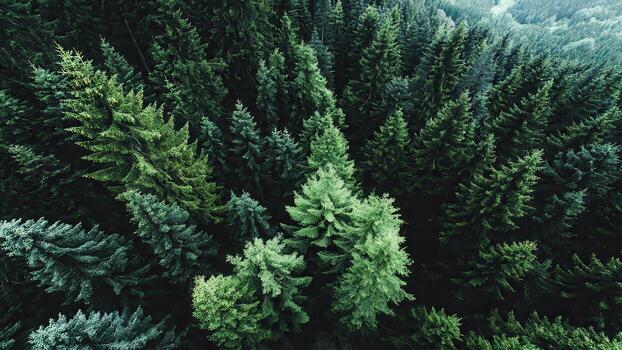 Dense evergreen forest viewed from directly above showing layers of dark green pine trees photo