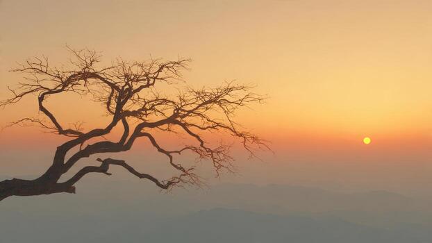 Silhouette of a stark leafless tree branch against a hazy orange and yellow sunset sky photo