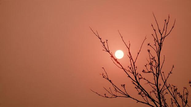 Bare tree branches silhouette against a bright setting sun in a warm reddish orange sky photo