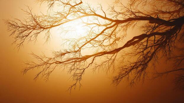 Silhouette of bare tree branches against a bright hazy orange sky during sunrise or sunset photo