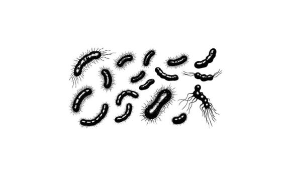 Black and white illustration of various bacteria with diverse shapes and structures vector