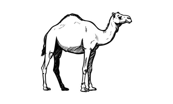 Black and white sketch of a camel in profile view with detailed features vector