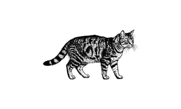 Intricate black and white sketch of a striped cat in profile view vector