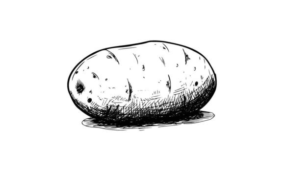 Hand-drawn sketch of a rustic potato with detailed shading and textures vector