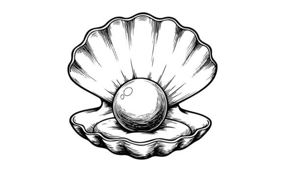 Shell with a pearl elegant black and white drawing of an open clam shell with a single round pearl inside vector