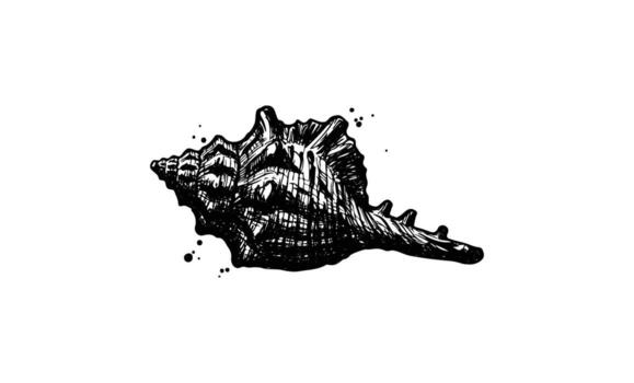 Detailed black and white sketch of a conch shell with texture and ink splashes vector