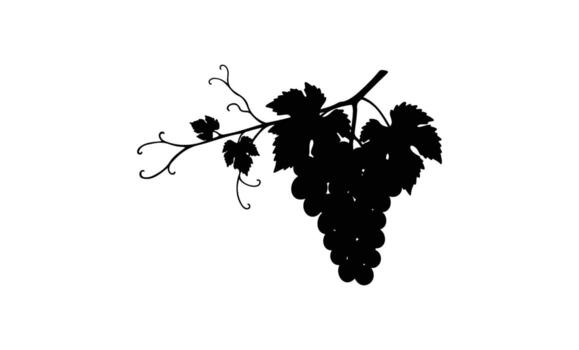 Grapevine silhouette on white background with clustered grapes and leaves vector