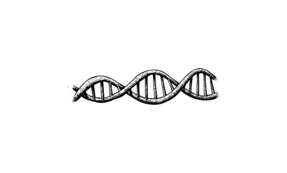 Black and white sketch of dna double helix structure vector