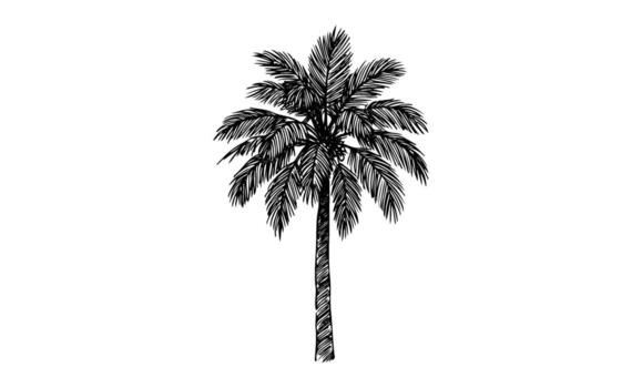 Detailed black and white palm tree sketch with intricate leaf patterns vector