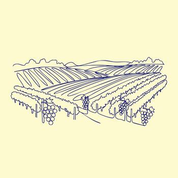 Extensive vineyard landscape with organized rows of grapevines stretching across rolling hills under a clear sky vector