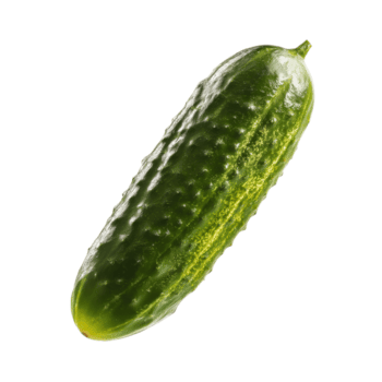 A fresh green cucumber isolated on a transparent background, showcasing its bumpy texture and vibrant color png