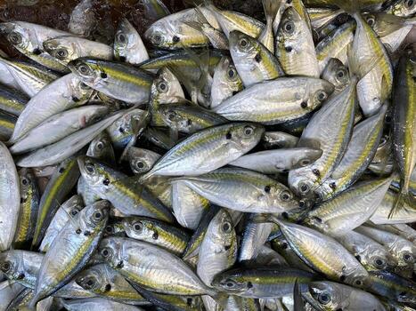 A collection of small ocean fish captured in bulk forming a dense overlapping pattern of scales and fins. photo