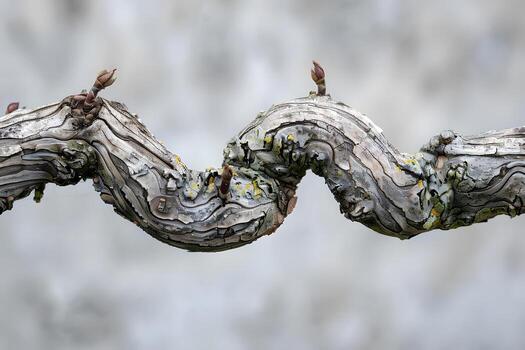 Intricate Wood Textures of a Twisted Branch with Emerging Buds, Displaying Natures Art in Springtime, Showing the Beauty of Botany and Organic Forms photo