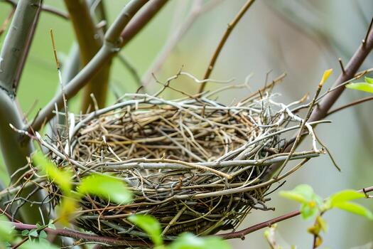 Observe the Intricate Construction of a Birds Nest, Woven from Twigs and Branches, Securely in a Tree, High Above Ground, Showing Amazing Natures Craftsmanship and Wildlife Habitats. photo