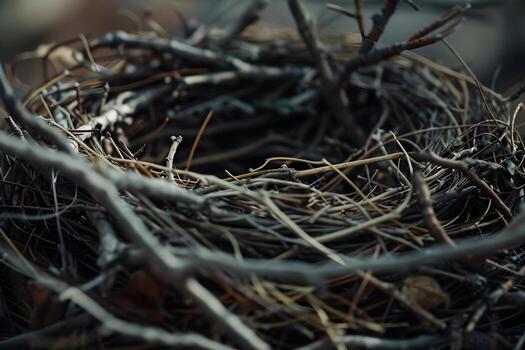 Exploring the Intricate Structure of a Birds Nest A CloseUp View of Twigs, Sticks, and Natural Materials, Woven Together with Exquisite Craftsmanship, Displaying the Wonders of Natures Architecture. photo