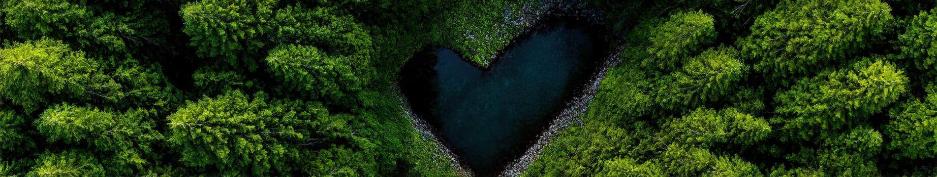 A heart shaped hole in the middle of a forest photo
