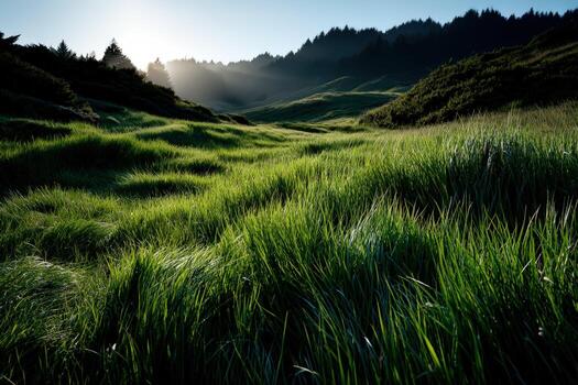 A grassy field with sun shining through the trees photo