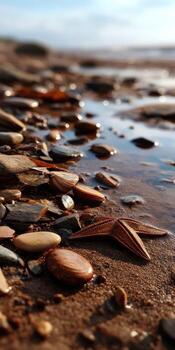 A beach with rocks and shells on it photo